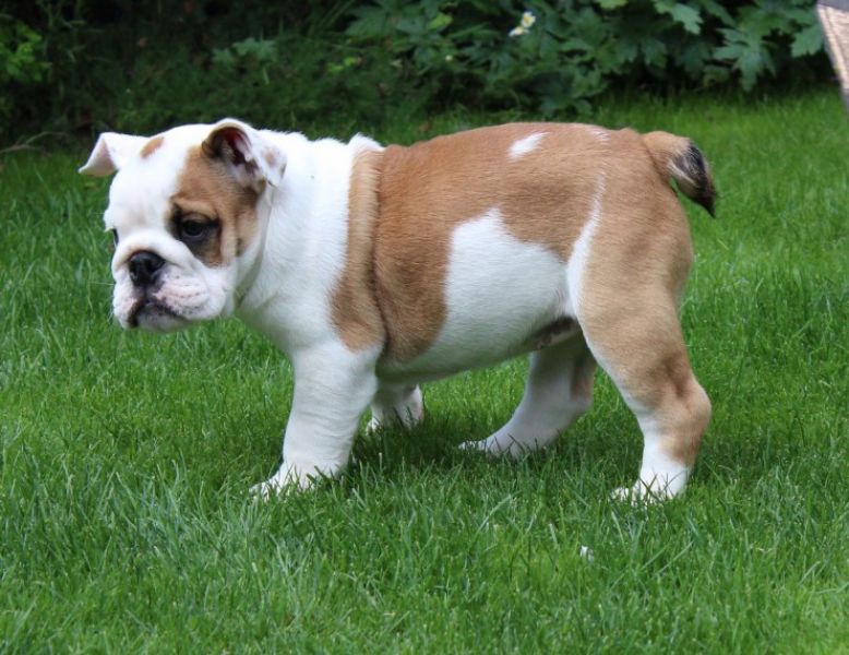 Regalo Bulldog inglese cuccioli disponibili