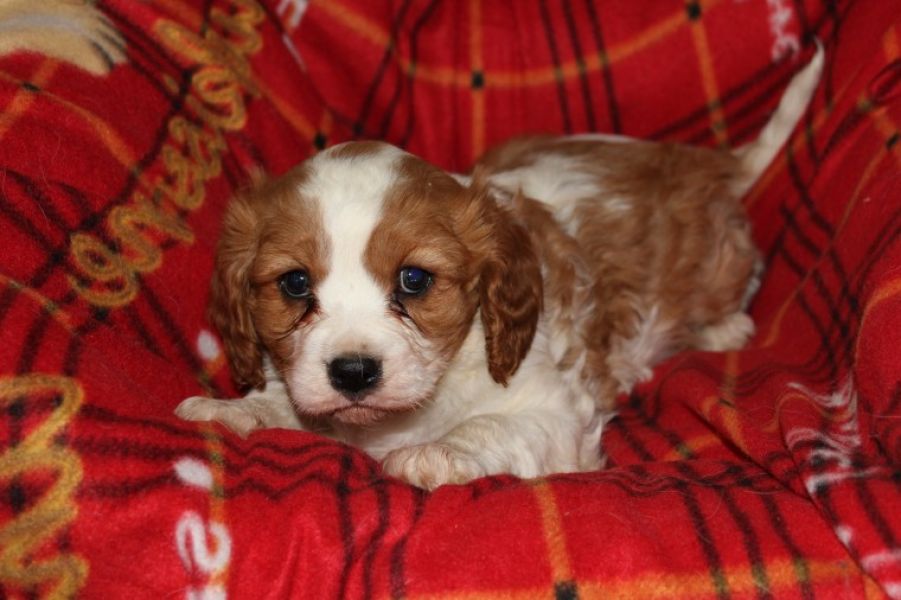 Cuccioli di cavalier king disponibili