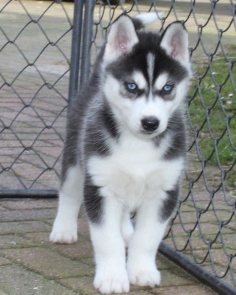   cuccioli di Sibarian husky  per adozione ( maschio e femmina )