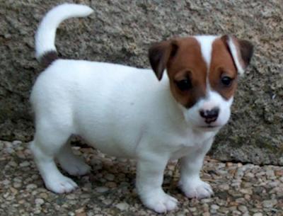 Adorabili cuccioli di jack russel femminucce e maschietti disponibili per l'adozione 
