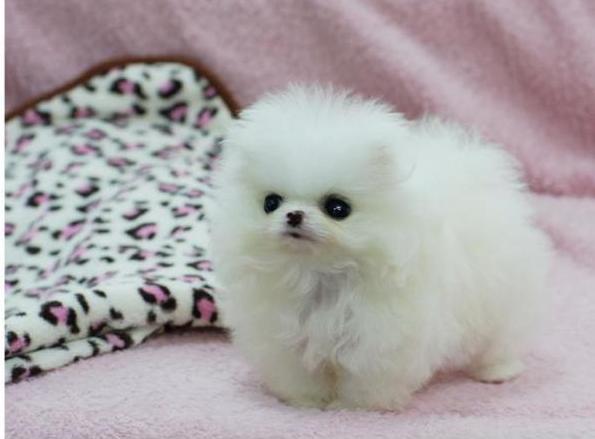 Molto bella e sani cuccioli di volpino pomeranian per adozione maschi e femmine disponibili (gratis)