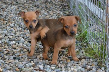 Pinscher Cuccioli Bellissimi