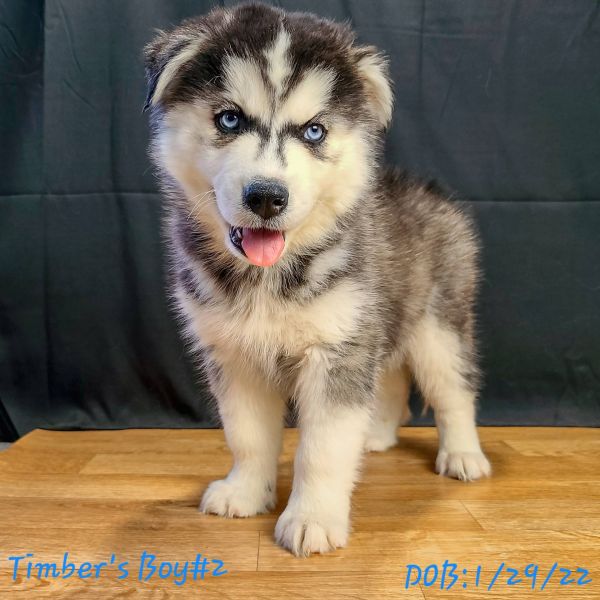Regalo cuccioli Siberian Husky Maschio e Femmina E-MAIL  (marieiris783@gmail.com) Grazi  Regalo cucc