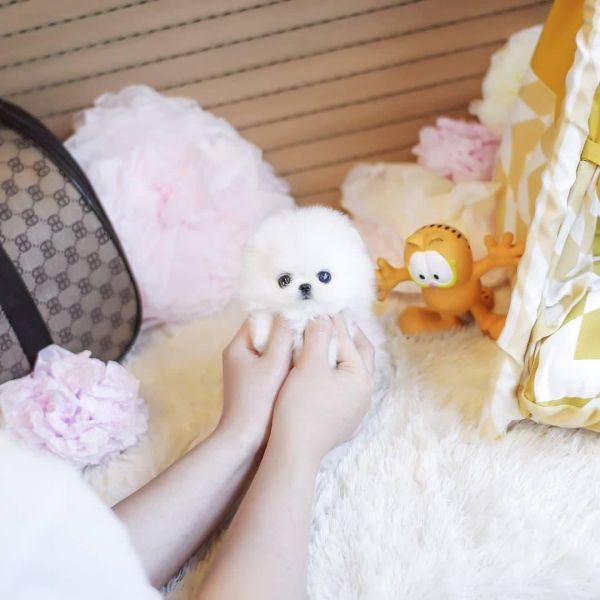 Regalo Cuccioli di pomerania maschio