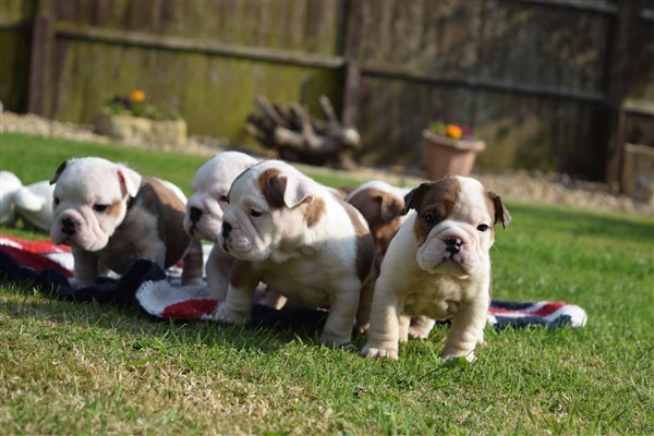 Regalo Bulldog inglese cuccioli disponibili