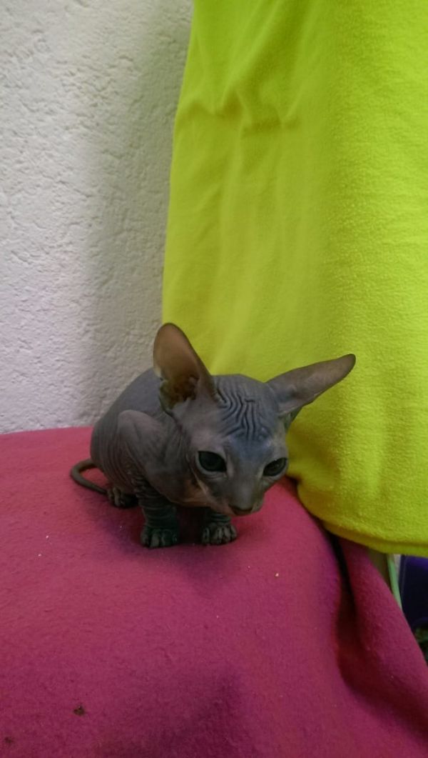  gattini di Sphynx   ( per regalo )
