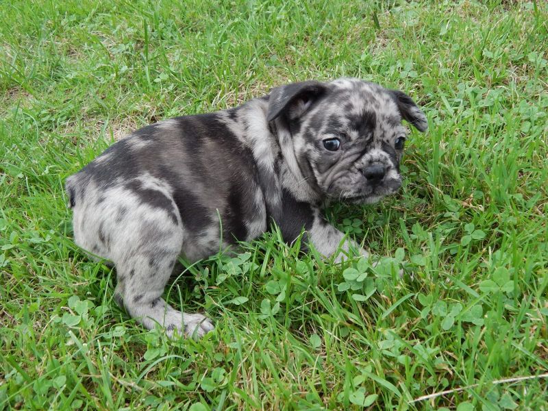 Adorabili cuccioli di Bulldog Francese femminucce e maschietti disponibili per l'adozione gratuita