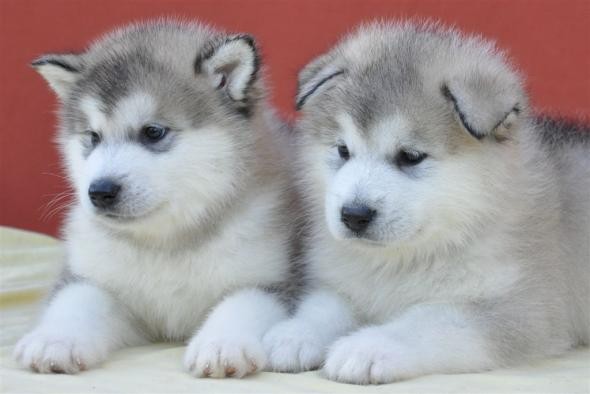 Cuccioli Alaskan Malamute