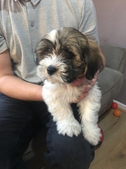Regalo shih tzu cuccioli tutti miei nati in casa da genitori sempre di mia propriet� e tranquillamen
