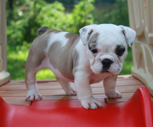 REGALO bulldog inglese
