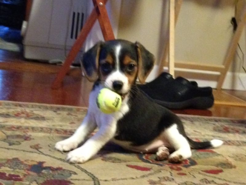 Abbiamo disponibili cuccioli di Beagle Maschi e Femmine