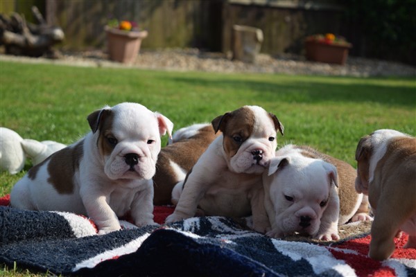 Regalo Bulldog inglese cuccioli disponibili
