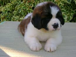 Adorabili cuccioli di san bernardo femminucce e maschietti disponibili per l'adozione