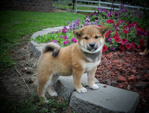 REGALO Cuccioli di Shiba Inu