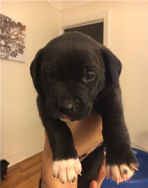 REGALO Bellissimi maschi e femmine PITBULL cuccioli Abbiamo disponibili cuccioli di PITBULL maschi e