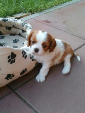 REGALO CAVALIER KING CHARLES SPANIEL,Femminucce e da Maschietti   Disponibili in Allevamento delle b