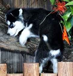 Regalo cuccioli di Siberian Husky