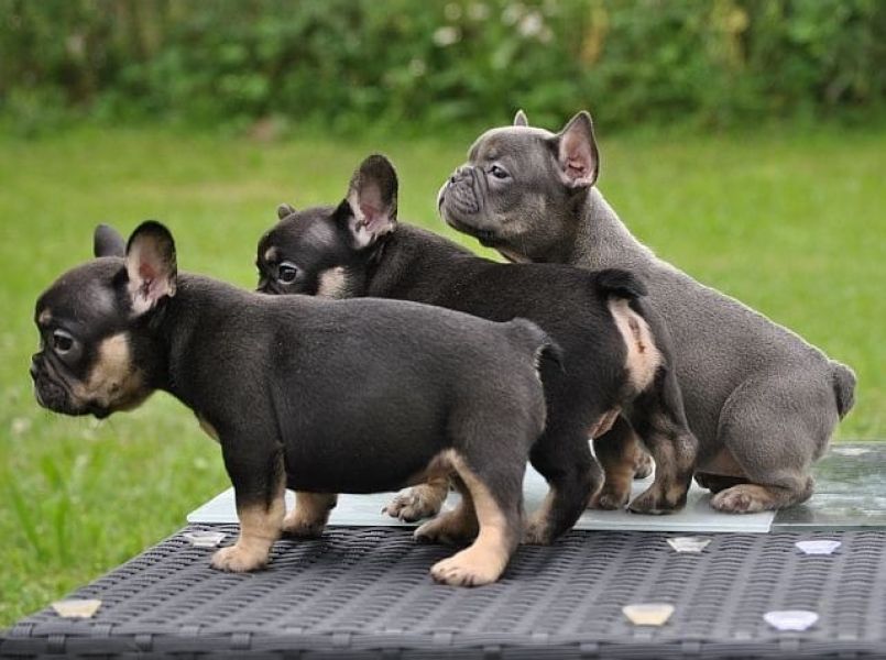 Adorabili cuccioli di Bulldog Francese femminucce e maschietti disponibili per l'adozione gratuita 
