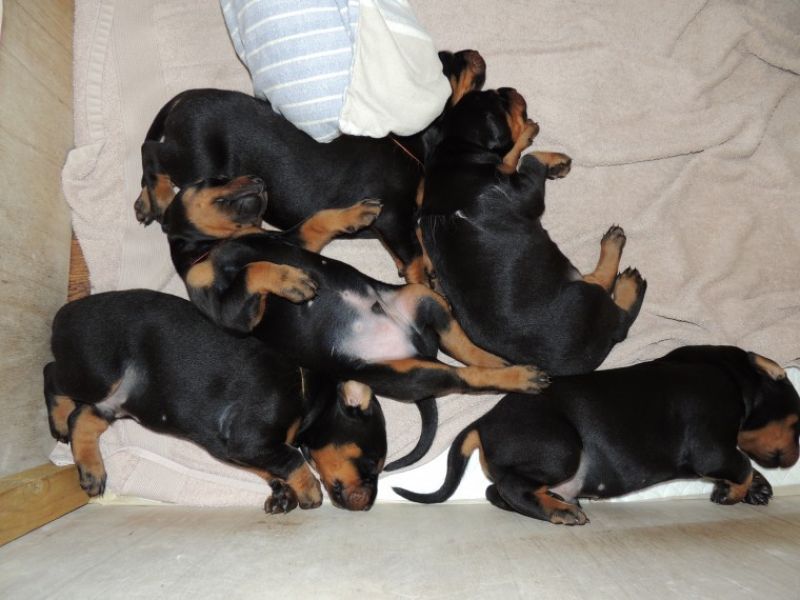 Regalo adorabili cuccioli Dobermann