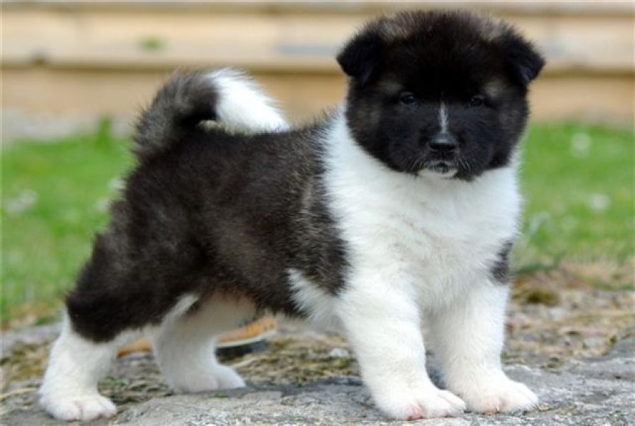 Regalo akita inu