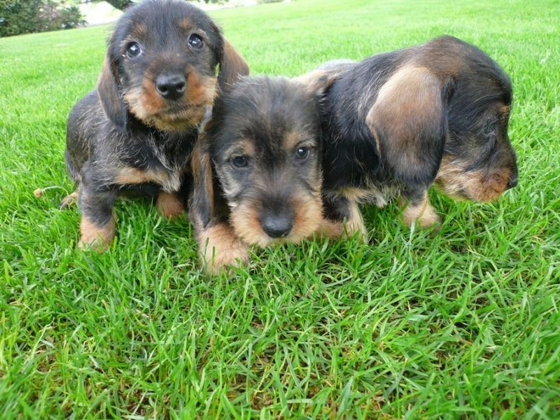 Cuccioli di bassotti  per adozione ( regalo  )