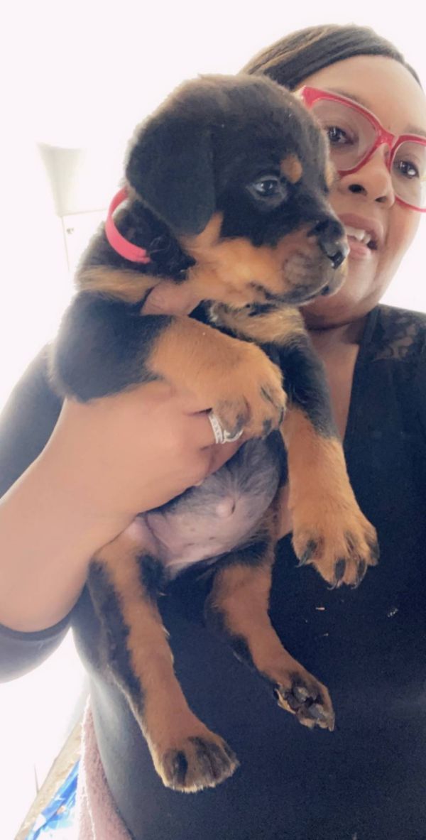  Rottweiler cuccioli introvabili cuccioli (marieiris783@gmail.com)  di Rottweiler intelligenti e dol