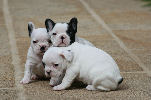 Meravigliosi Cuccioli di Bulldog Francese