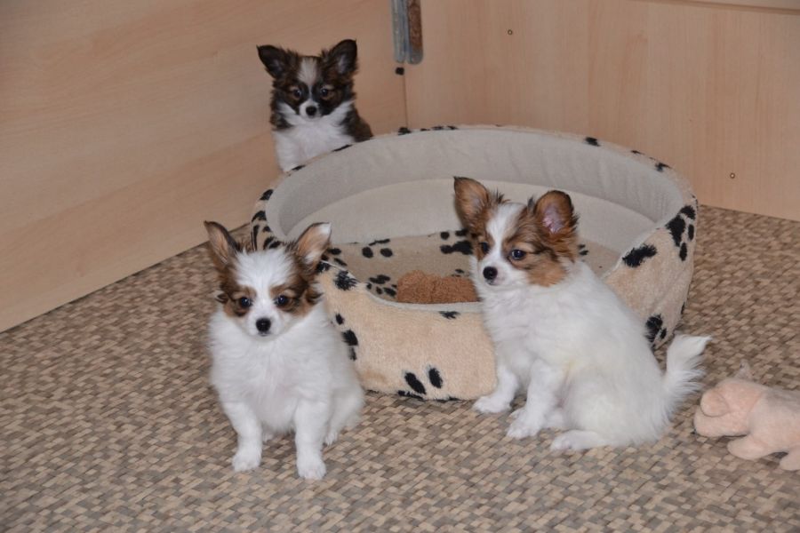 Molto bella e sani cuccioli di papillon per adozione maschi e femmine disponibili (gratis) 