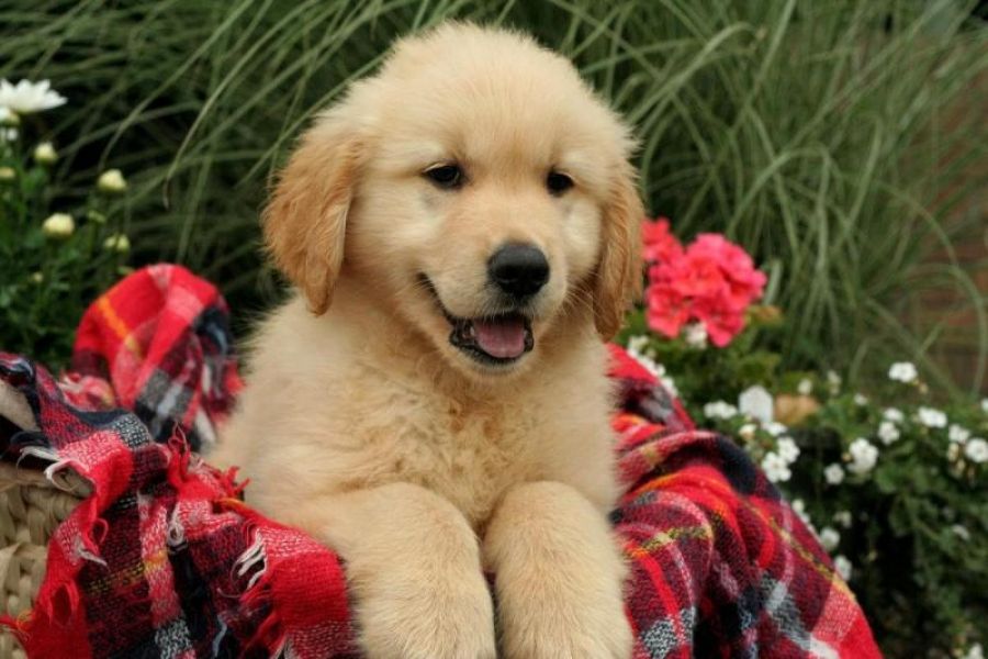 Regalo cuccioli di golden retriever 
