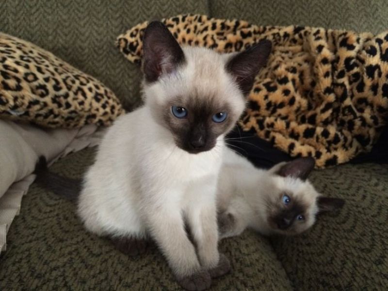  Regalo Gattini di razza Siamese  Gattini di razza Siamese e Orientale , bellissimi, di alta genealo