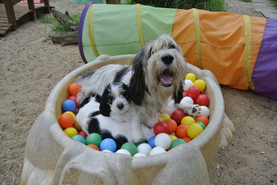  cuccioli di Basset Hound  per adozione ( regalo  )