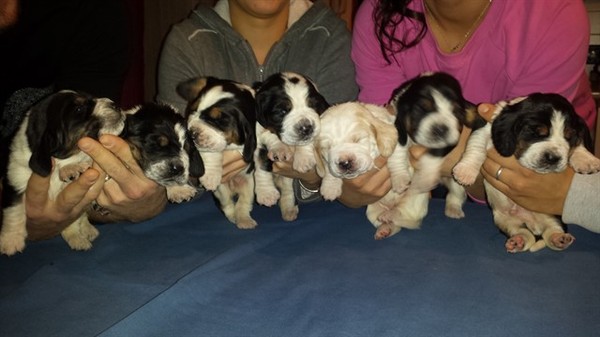 Bassethound cuccioli