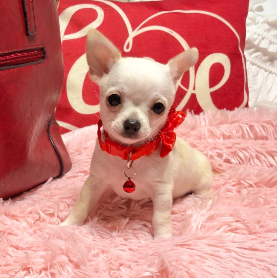 Regarlo Chihuahua cuccioli EMAIL (canine.boutique.pro@gmail.com)