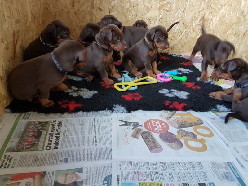 Regalo adorabili cuccioli Dobermann 