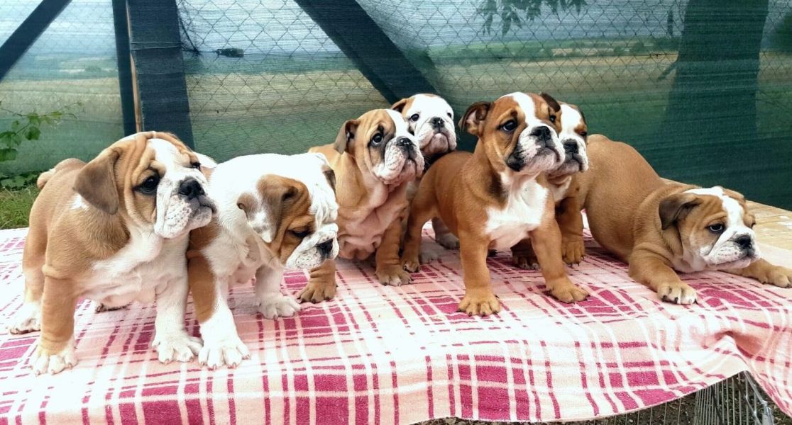  cuccioli di bulldog inglise  per adozione ( maschio e femmina )