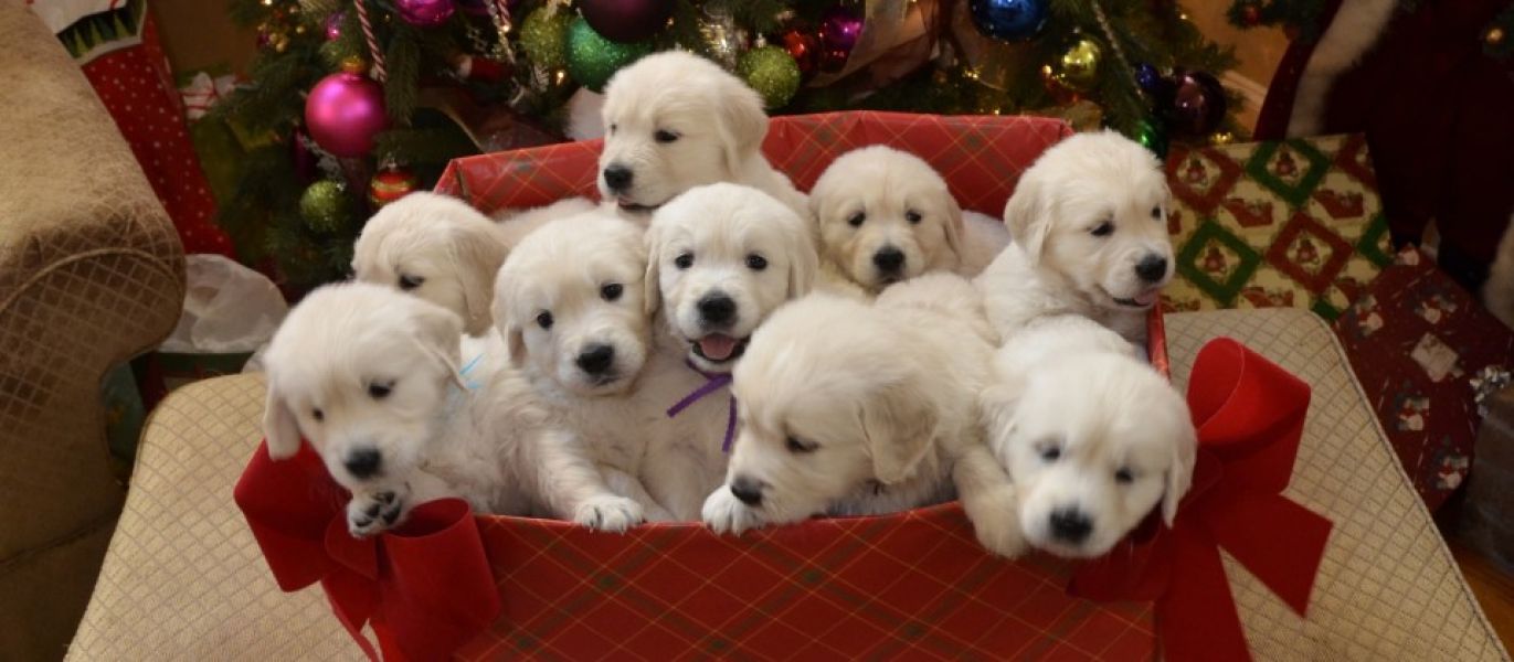 REGALO Golden retriver cuccioli