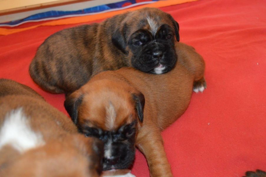 Molto bella e sani  cuccioli di Boxer per adozione maschi e femmine disponibili (gratis)