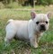 Bella Bulldog francese cuccioli disponibili  bella Bulldog francese cuccioli disponibili