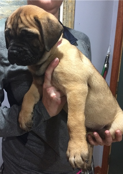 REGALO BullMastiff cuccioli Adorabili cuccioli di BullMastiff  femminucce e maschietti disponibili p