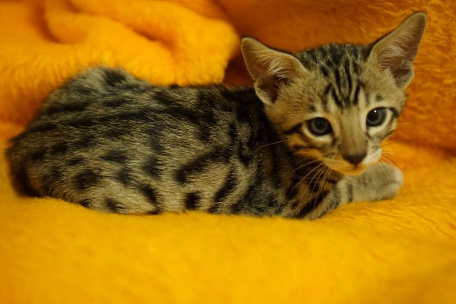  gattini Savannah   per adozione ( regalo  )