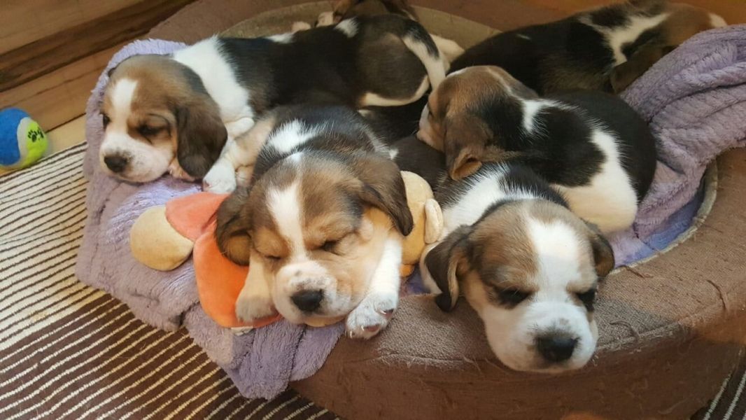 Cuccioli di beagle  per adozione ( maschio e femmina )