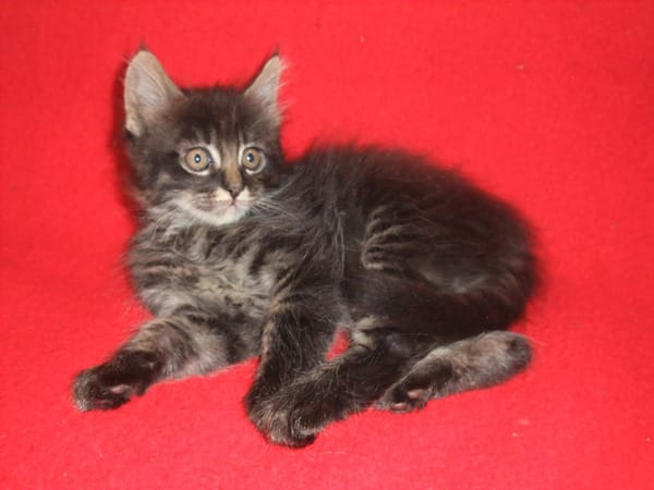 Molto bella e sani gattini main coon  per adozione (gratis)