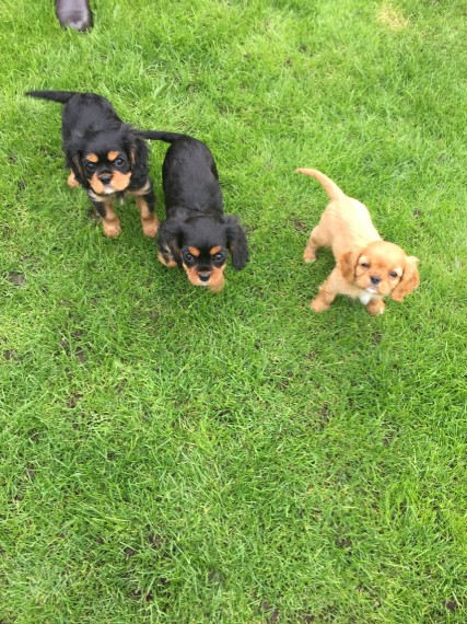 Cuccioli di cavalier king disponibili