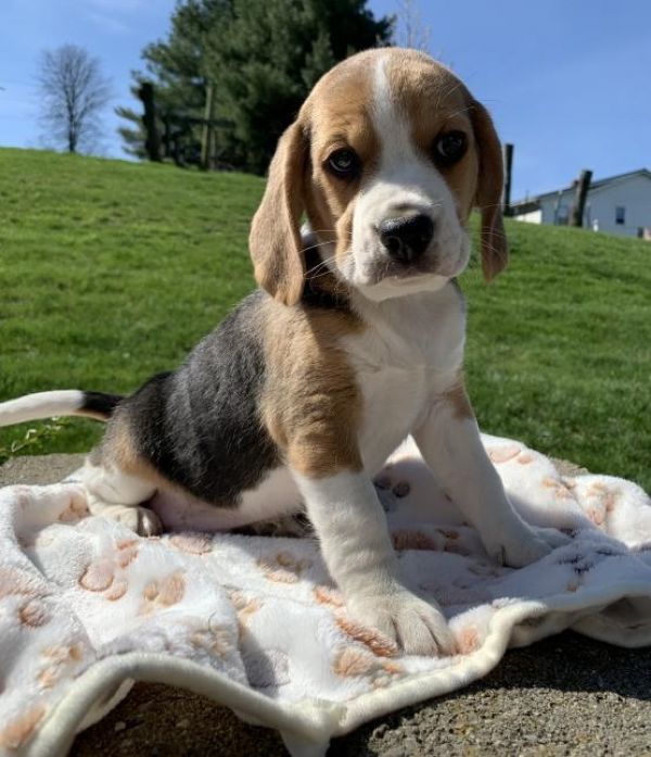 Regalo Beagle cuccioli EMAIL (canine.boutique.pro@gmail.com)