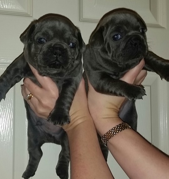 REGALO Cuccioli di Bulldog Francese