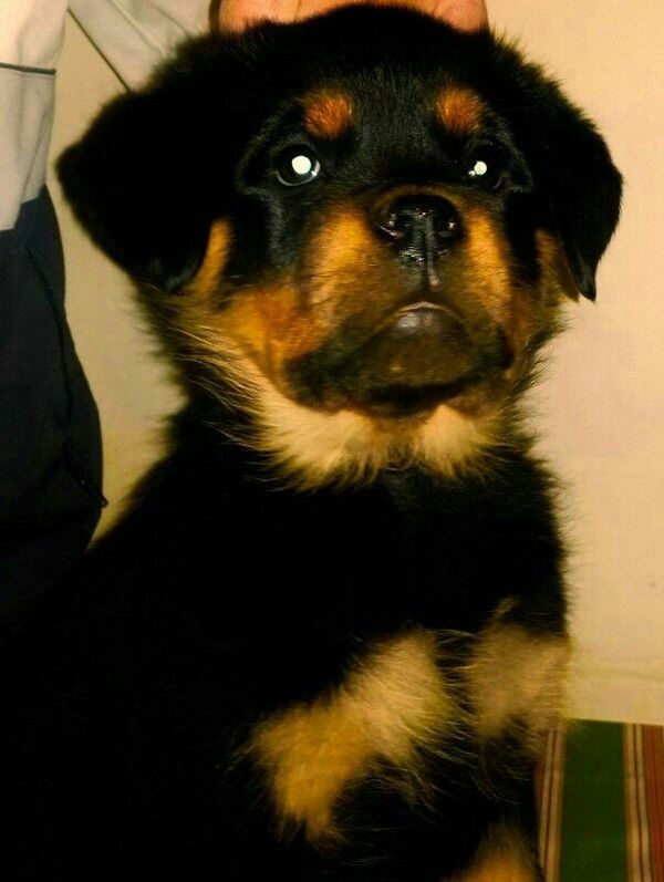 Cuccioli rottweiler