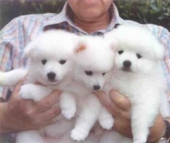 Adorabili cuccioli di samoiedo femminucce e maschietti disponibili per l'adozione gratuita i cucciol