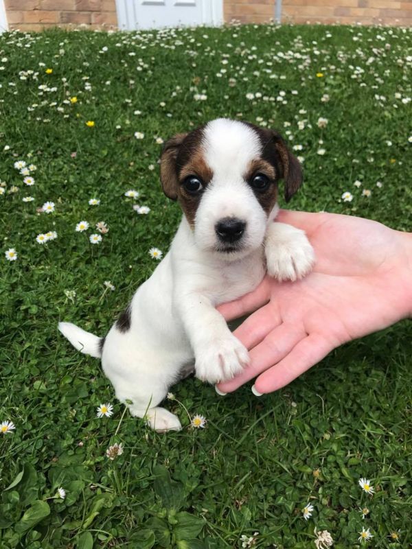 REGALO JACK RUSSELL CUCCIOLI Sono disponibile due bellissime cuccioli jack russell . Alta genealogia