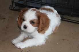 Adorabili cuccioli di boxer femminucce e maschietti disponibili