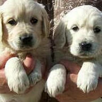 Cuccioli Di Golden Retriever